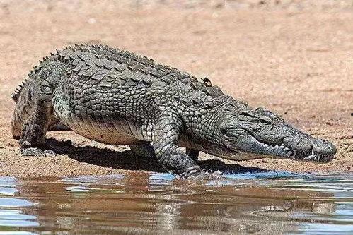 鳄鱼瓜怎样吃最好视频,视频揭秘最佳食用方法