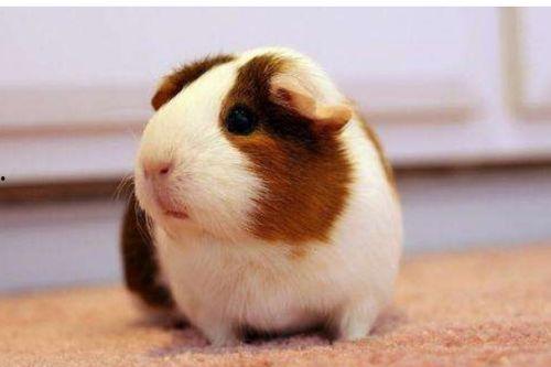 荷兰猪吃茭瓜吗好吗视频,营养美味两不误