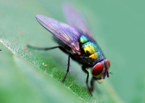 吃瓜的害虫苍蝇会死吗视频,揭秘害虫的“致命诱惑”