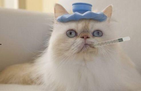 猫吃白兰瓜有事吗视频大全,趣味视频大盘点