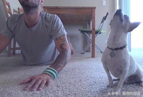 主人打架宠物吃瓜视频,见证主人打架的萌态瞬间