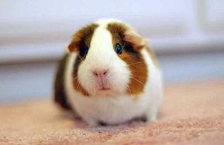 豚鼠会吃哈密瓜吗视频教程,揭秘小动物的新宠美食