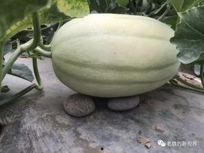 如何去找吃瓜视频的人,如何轻松找到热门视频一网打尽