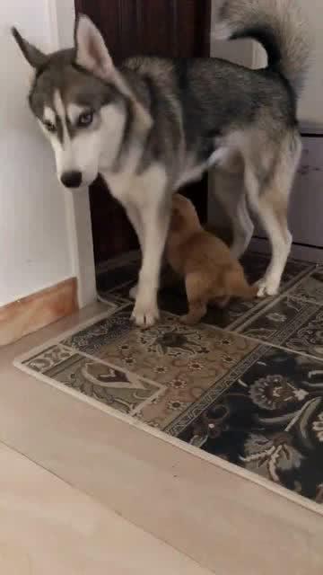 小柯基可以吃土瓜吗视频,萌宠美食探索之旅