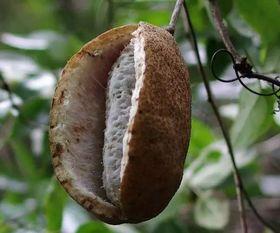 吃八月瓜好苦怎么办啊视频,轻松享受美味