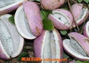 姐姐吃八月瓜视频,姐姐的甜蜜分享