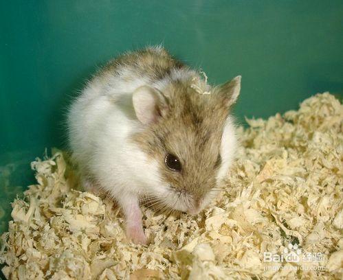 仓鼠可以吃三月瓜吗视频,三月瓜是否适宜作为仓鼠美食？