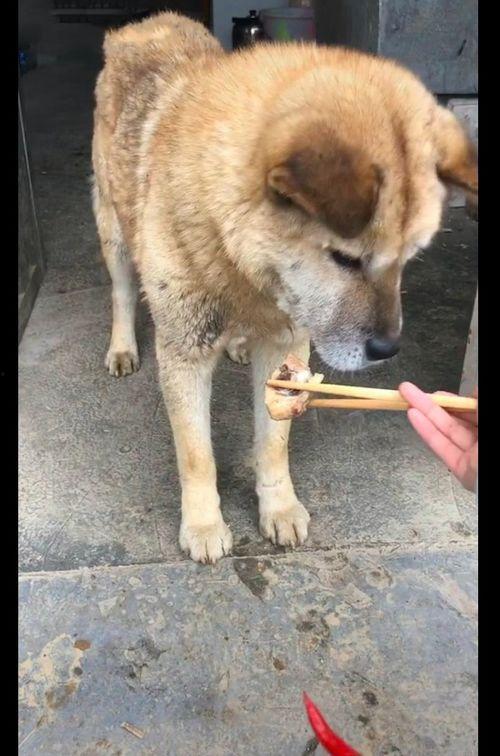 蓝鱼吃瓜土狗能吃吗视频,一场奇特的味蕾冒险