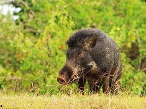 野猪吃红瓜视频大全集下载,野猪狂喜！红瓜盛宴视频大全集免费下载