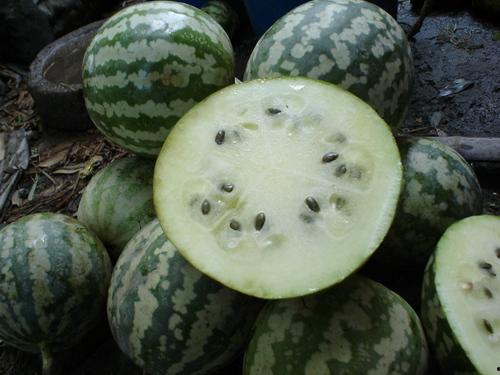 吃绿宝瓜搞笑视频,笑料百出，欢乐无限