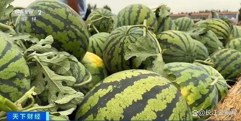 刘大瓜吃鸵鸟蛋视频