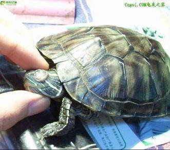 巴西龟会吃哈密瓜吗视频,一场意外的美食之旅