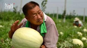 威县吃瓜事件视频最新情况,最新视频揭露惊人真相，网友热议不断