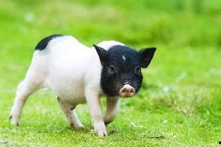 香猪吃哈密瓜好吗视频讲解,美味与营养的双重享受