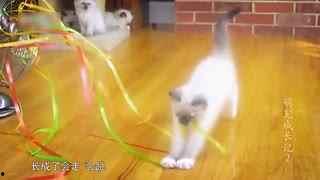 猫狗吃瓜视频大全